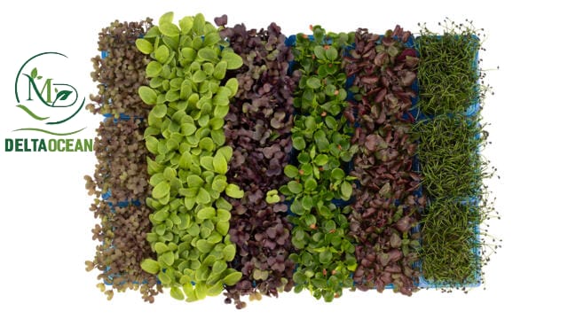 🌱 المايكروغرينز: خضروات صغيرة بفوائد غذائية كبيرة