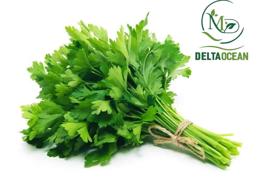 كزبرة عضوية